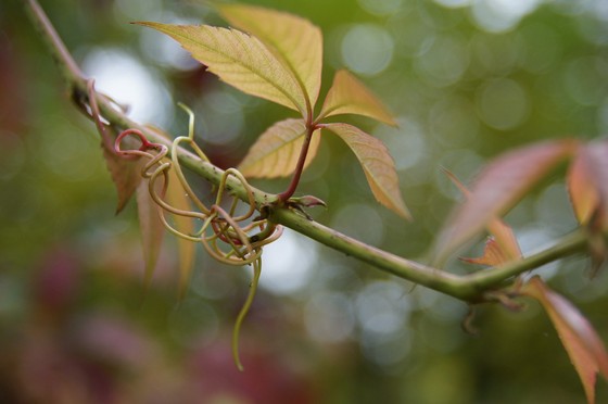 работы: иллюстрация